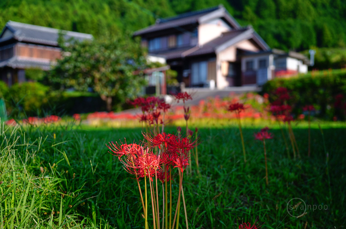 SDIM1111,43 mm,F2.8,1-320 秒,iso100(JPEG).jpg