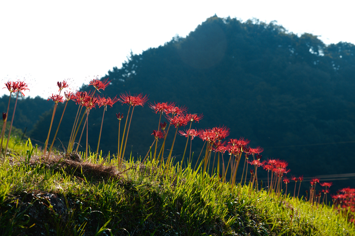 SDIM1165,93 mm,F9,1-100 秒,iso125(JPEG).jpg