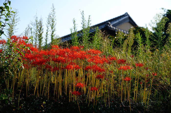 SDIM1219,64 mm,F3.5,1-400 秒,iso100(JPEG).jpg