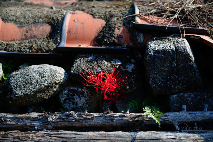 SDIM1243,56 mm,F2.8,1-320 秒,iso100(JPEG).jpg