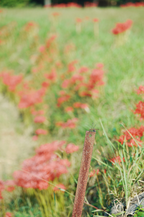 SDIM1342,90 mm,F3.2,1-400 秒,iso100(JPEG).jpg