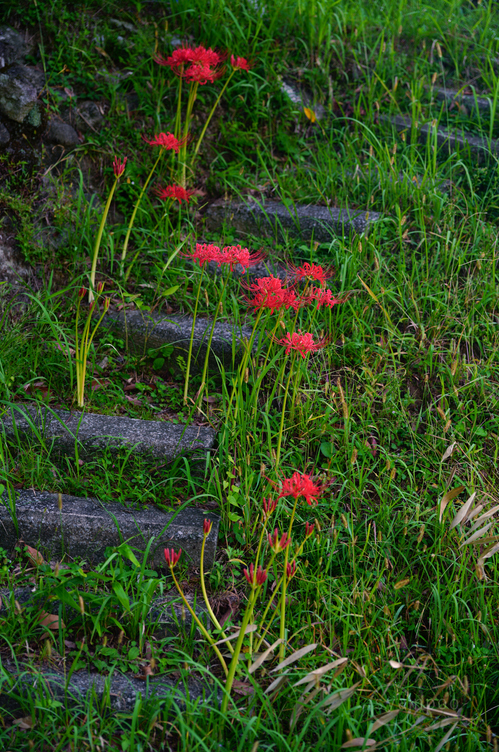 SDIM1375,72 mm,F3.2,1-80 秒,iso160(JPEG).jpg