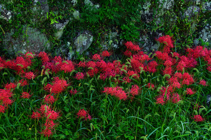 SDIM1517,78 mm,F6.3,1-80 秒,iso320(JPEG).jpg