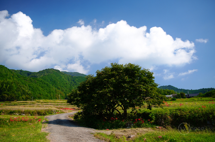 SDIM1597,29 mm,F2.8,1-500 秒,iso100(JPEG).jpg