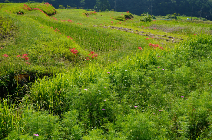 SDIM1606,46 mm,F18,1-50 秒,iso400(JPEG).jpg