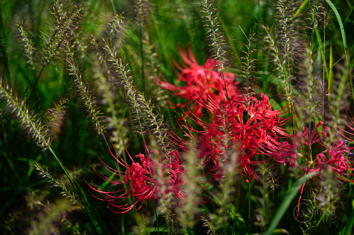 SDIM1672,74 mm,F2.8,1-500 秒,iso100(JPEG).jpg