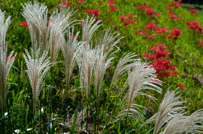 SDIM1724,105 mm,F9,1-640 秒,iso640(JPEG).jpg