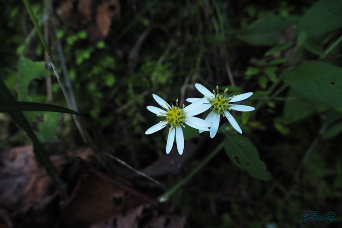 PB091894,12 mm,F4,1-25 秒,iso1600(JPEG).jpg