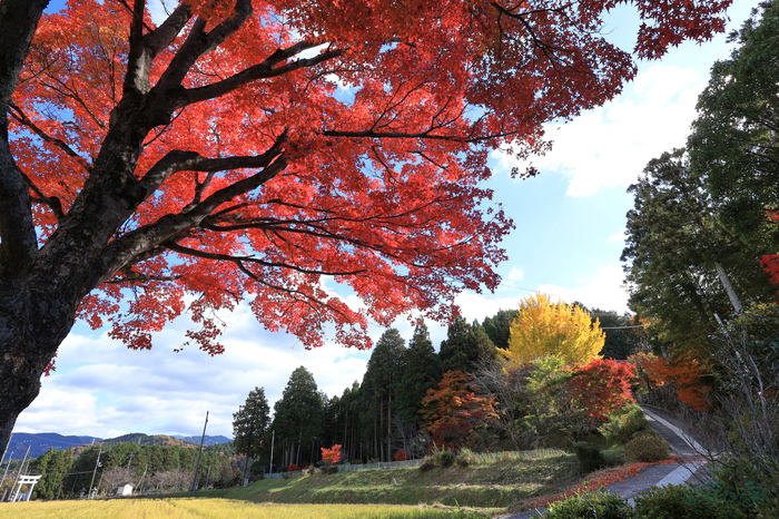 IMG_2115,11 mm,F8,1-125 秒,iso100(JPEG) 1.jpg