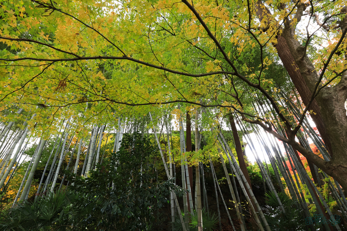 IMG_2597,11 mm,F7.1,1-60 秒,iso500(JPEG).jpg