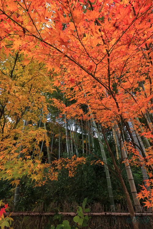 IMG_2666,11 mm,F7.1,1-320 秒,iso800(JPEG).jpg