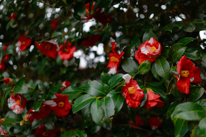 BF_00074,35 mm,F2,1-800 秒,iso400(JPEG).jpg