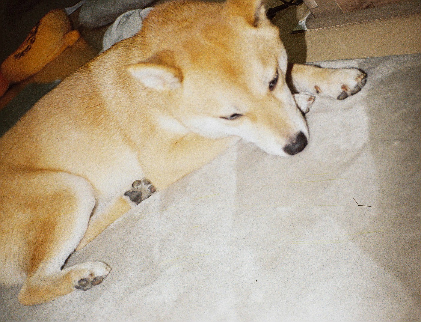 110 ポケットフィルム  カラーネガフィルム フィルム現像 + データ化 + Pサイズプリント